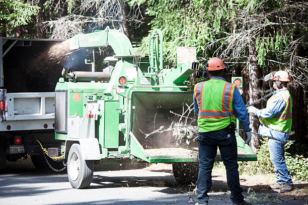 Leaf Removal in Lewistown, MT